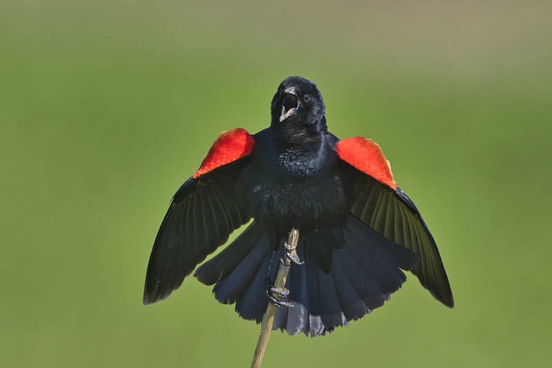 Red winged Blackbird Display