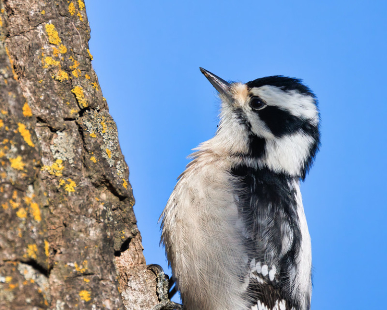 Close Up Shot Of Female Downy Woodpecker Steve Creek Wildlife Photography