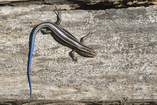 Sunning Juvenile Five Lined Skink Steve Creek Wildlife Photography