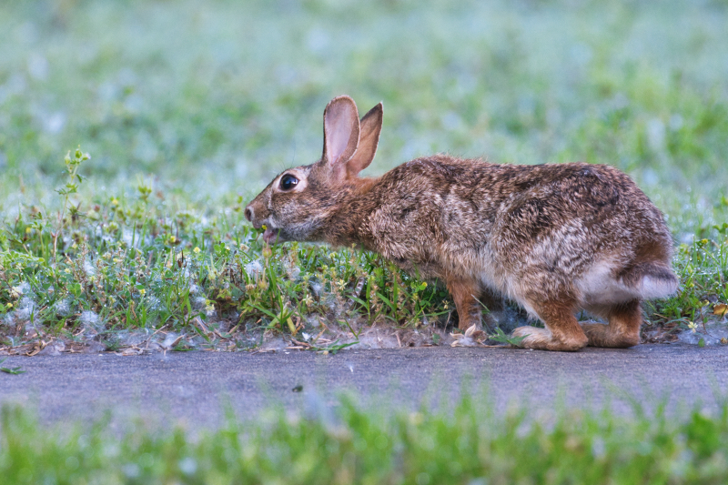 Cottontail Rabbit Foraging at Sequoyah National Wildlife Refuge