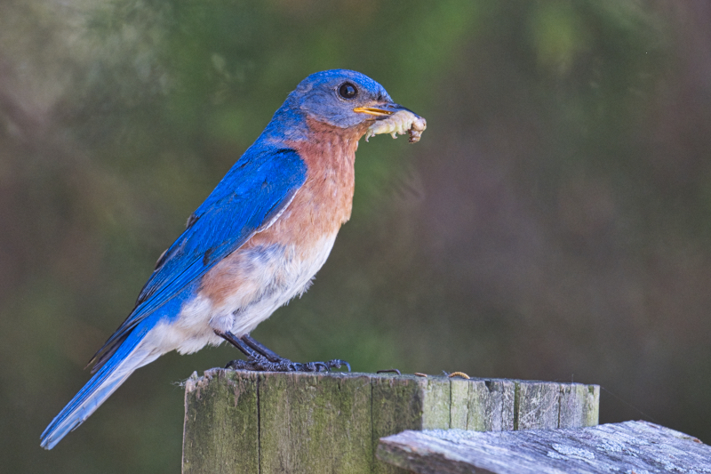 Eastern Bluebird with Caterpillar