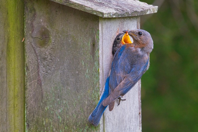 Eastern Bluebird Feeding Her Young