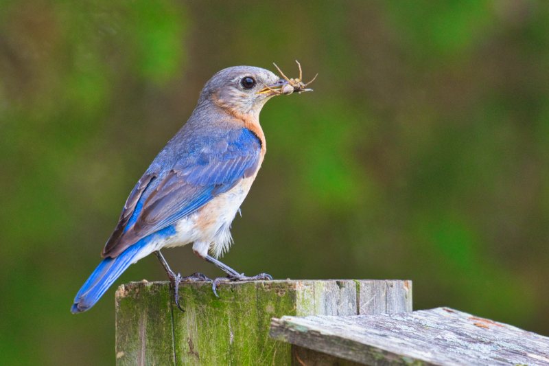 Eastern Bluebird With Spider