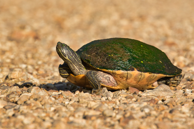 Eastern River Cooter