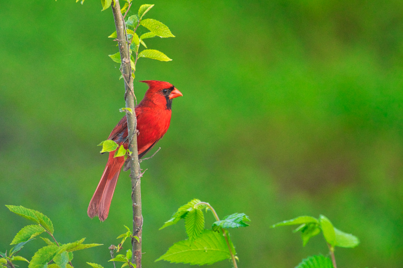 Male Northern Cardinal