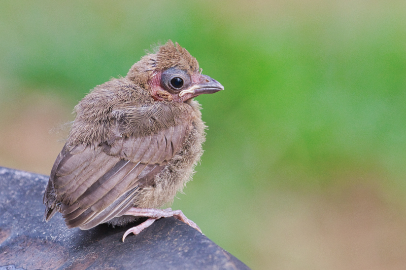 Fledgling Cardinal