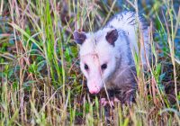 Opossum Walking Through Grass