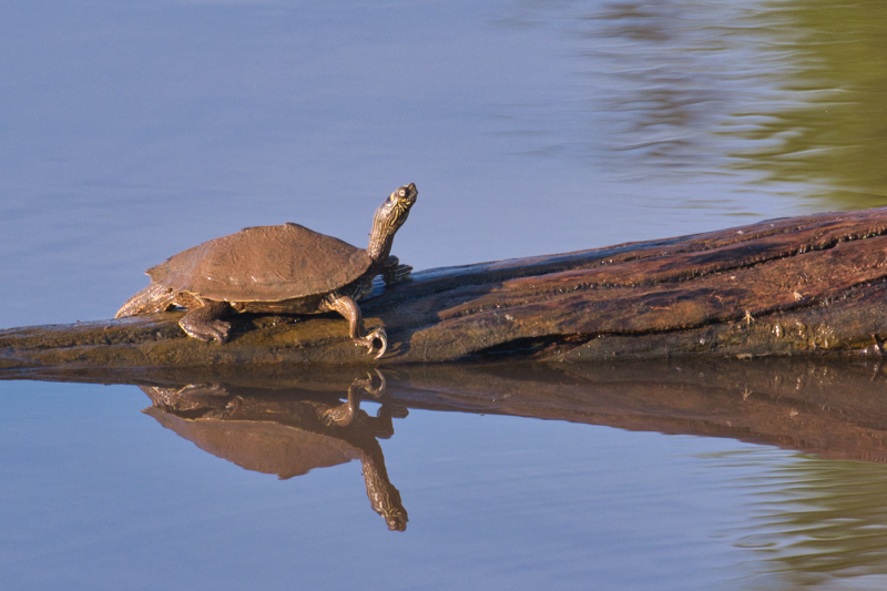 Ouachita Map Turtle On Log