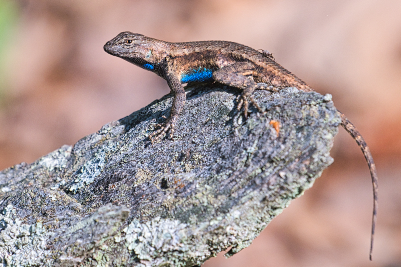 Prairie Lizard With A Spider