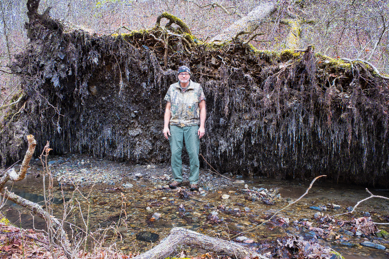 Steve Creek Next to Uprooted Tree