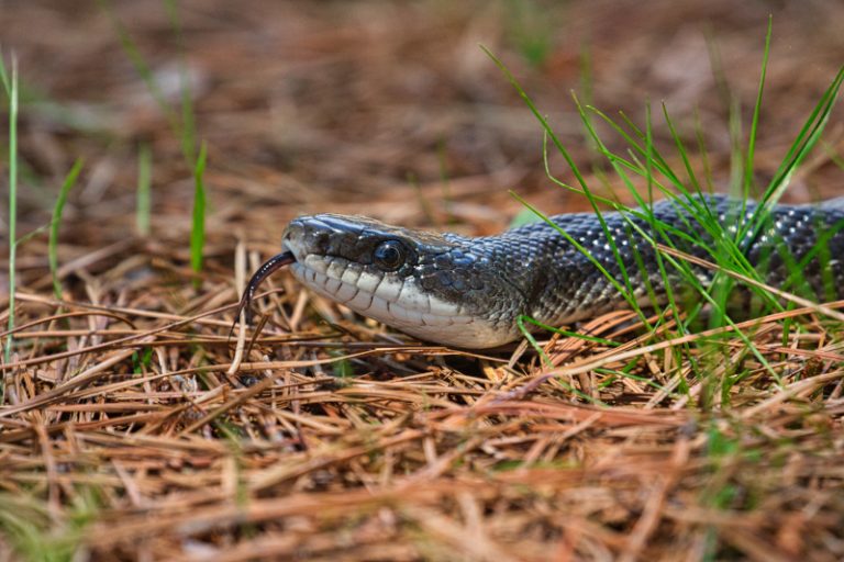 Western Ratsnake Moving Through Pine Needles | Steve Creek Wildlife ...