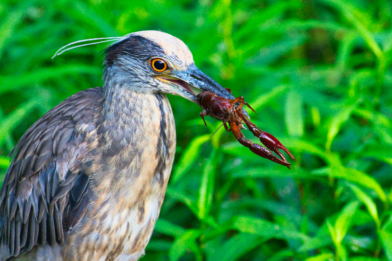 Yellow-crowned Night-Heron Catches a Crayfish at Sequoyah National Wildlife Refuge