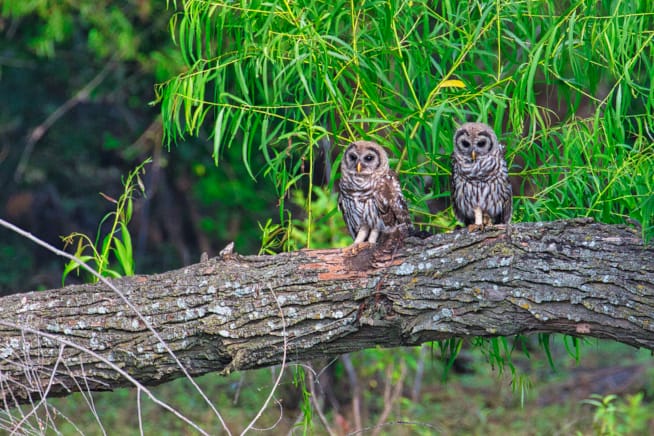 Barred Owl Fledglings