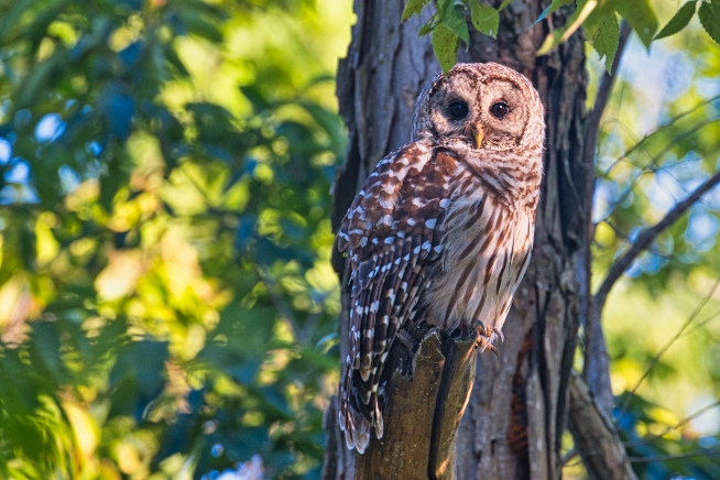 Barred Owl In Flooded Timber