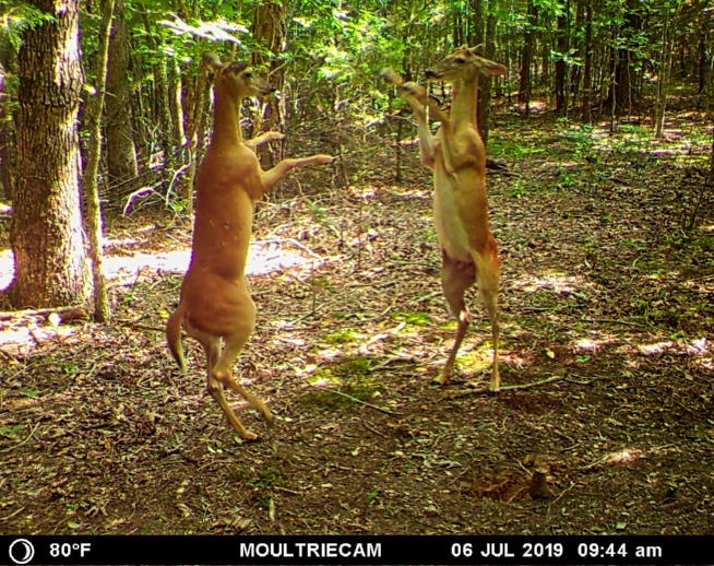 Deer Standing On Hind Legs Fighting