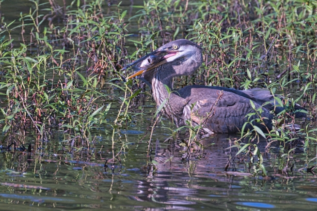 Great Blue Heron With Freshwater Drum