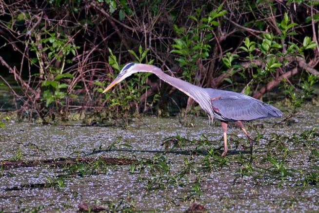 Great Blue Heron with neck extended