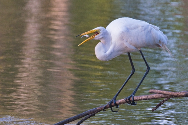 Great Egret Tossing Fish