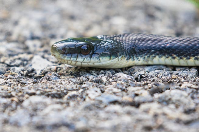 Rat Snake On Sandtown Trail