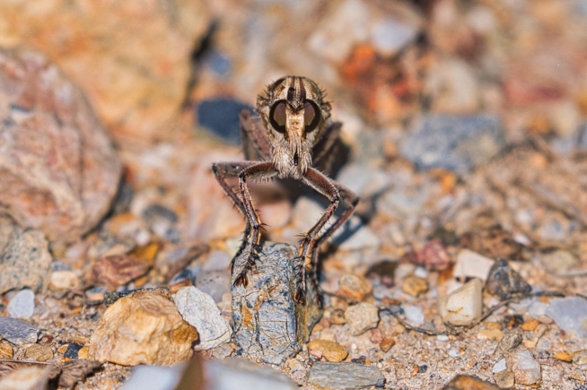 Robber Fly Turned For Camera