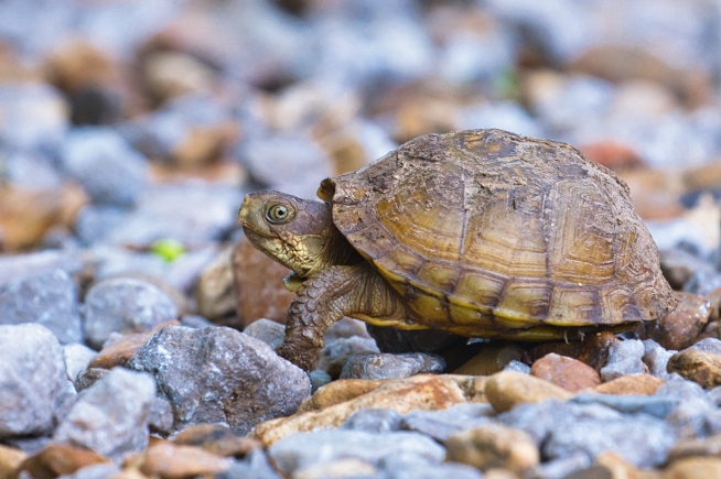 Three-toed Box Turtle Walking On Rocks