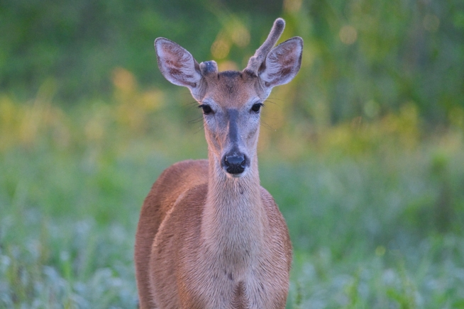 Whitetail Buck Being Curious