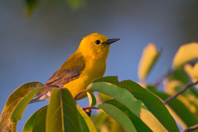 A Bright Yellow Prothonotary Warbler