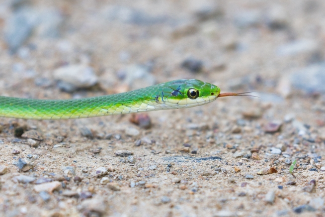 Rough Green Snake With Dark Spot