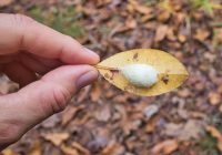 Spider Egg Sac On Leaf