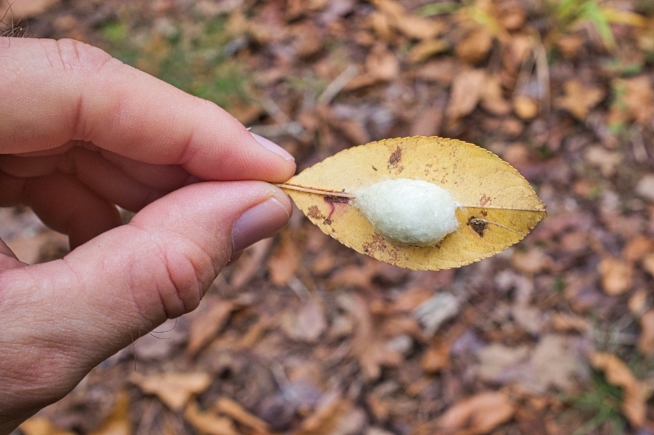 Spider Egg Sac On Leaf