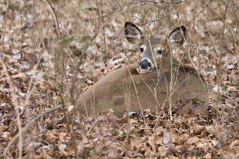 Bedded Whitetail Doe