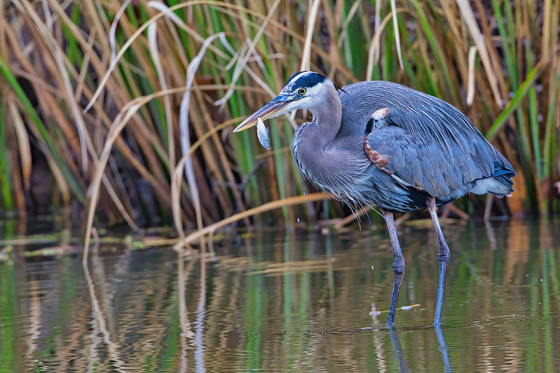 Great Blue Heron With Shad