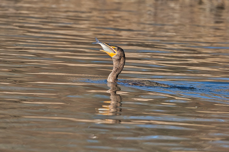 Double-crested Cormorant Swallowing Shad