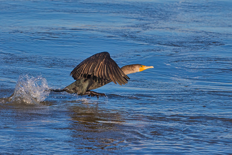Double-crested Cormorant Takeoff