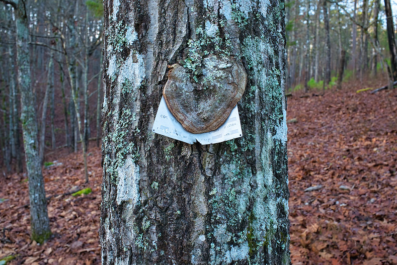 Fungus Covering Sign On Tree