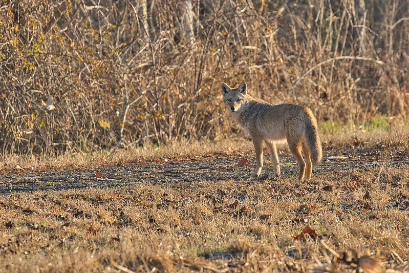 Glance From Coyote