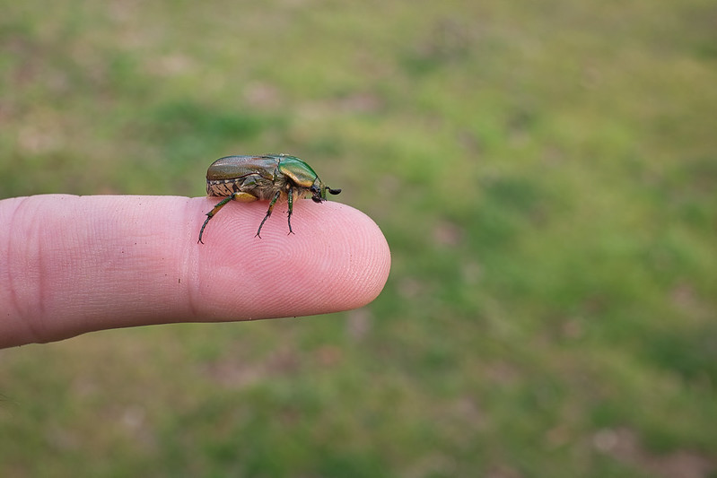 Green June Bug In March