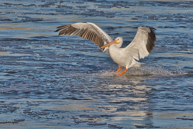 American White Pelican Landing In Suds