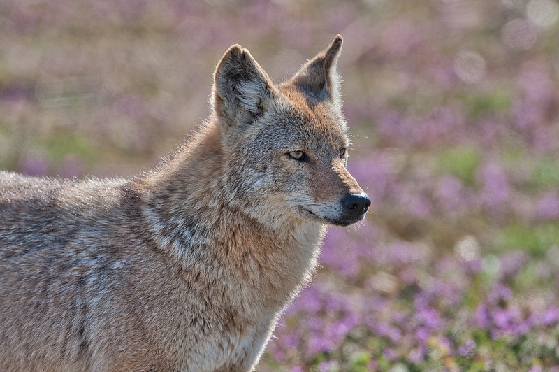 Another Coyote Side Profile