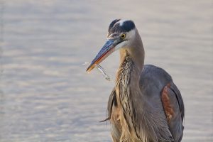 Great Blue Heron With Minnow