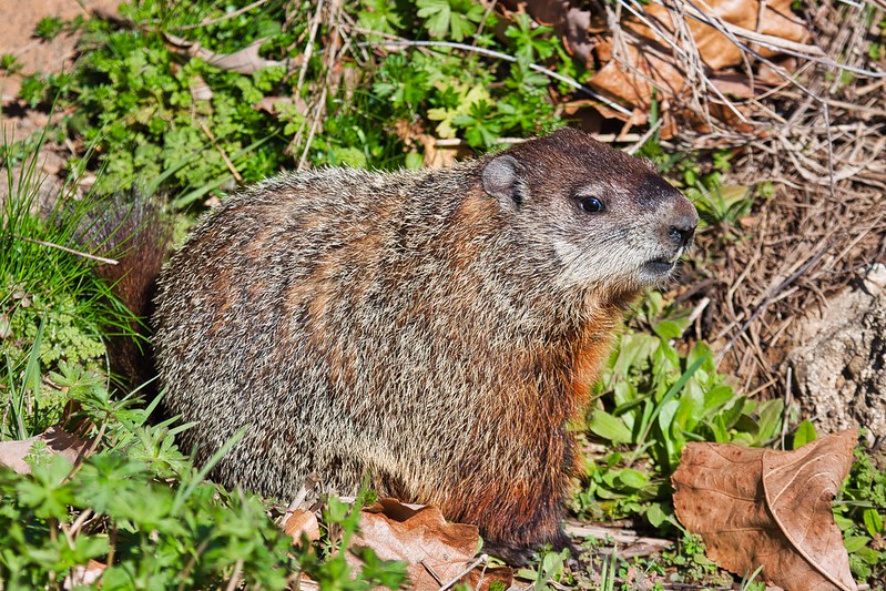 Groundhog in the Spotlight