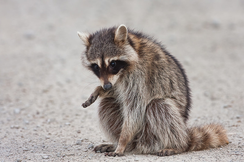 Injured Raccoon