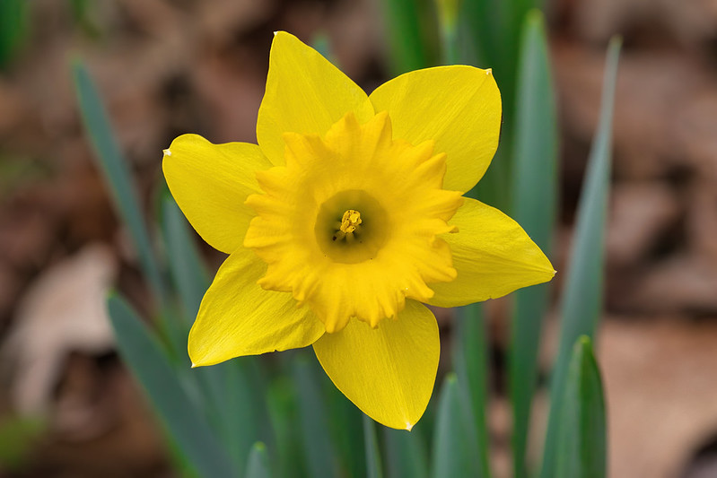 Yellow Daffodil