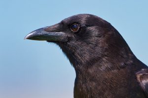 American Crow Profile Photo