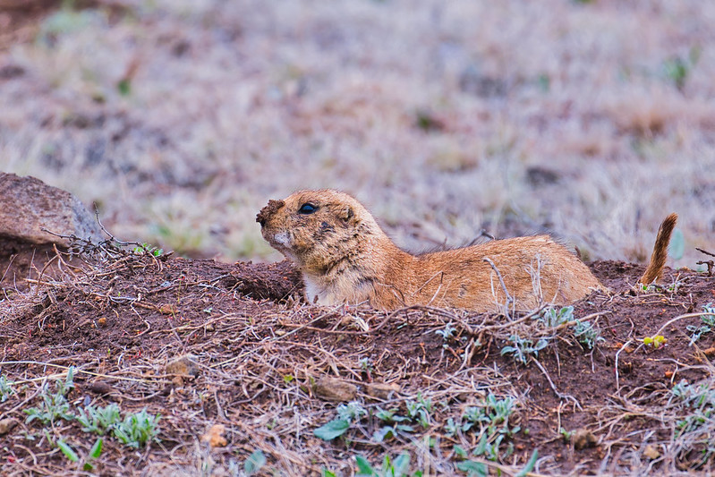 Black tailed Prairie Dog With Muddy Nose