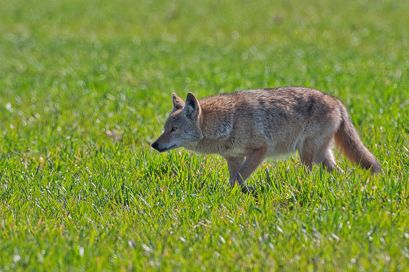 Coyote Scanning the Field for Prey