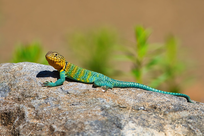 Eastern Collared Lizard | Steve Creek Wildlife Photography
