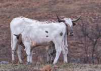Texas Longhorn Calf Feeding