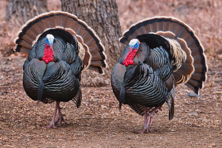 Rio Grande Turkeys Strutting at Wichita Mountains