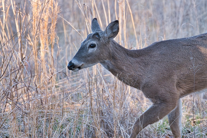 Whitetail Buck Missing Antlers